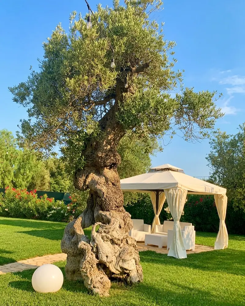 Giardino con ulivo secolare e gazebo bianco - Tenuta Verdolivo Ostuni